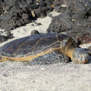 Turtle Sunbathing  screen for extension Chrome web store in OffiDocs Chromium