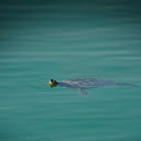 Turtle swimming in the lake  screen for extension Chrome web store in OffiDocs Chromium