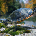 Turtle: The Wise and Resilient Slow Mover  screen for extension Chrome web store in OffiDocs Chromium