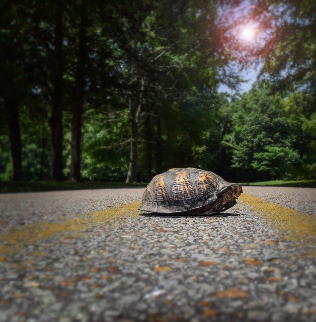 تنزيل Turtle Tortoise مجانًا - صورة أو صورة مجانية ليتم تحريرها باستخدام محرر الصور عبر الإنترنت GIMP