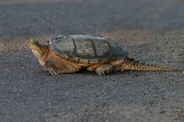 Free download turtle tortoise animal wildlife free picture to be edited with GIMP free online image editor