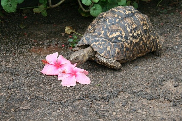 Muat turun percuma Turtle Tortoise Flower Eater - foto atau gambar percuma untuk diedit dengan editor imej dalam talian GIMP