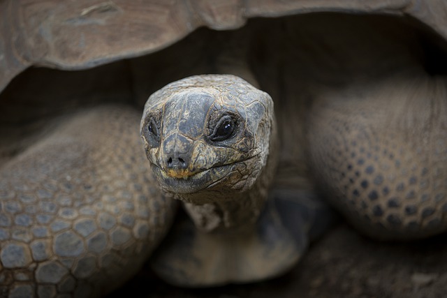 Free download turtle tortoise reptile armor free picture to be edited with GIMP free online image editor