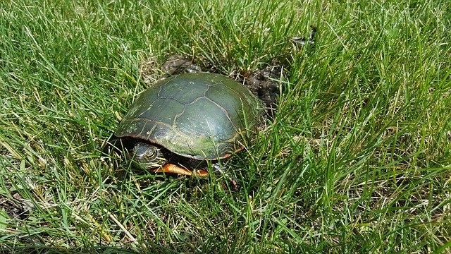 Téléchargement gratuit Tortue Tortoise Shell - photo ou image gratuite à modifier avec l'éditeur d'images en ligne GIMP