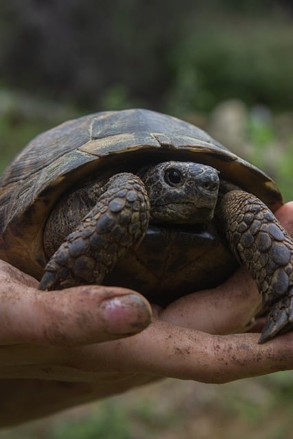 Free download turtle tortoise wild life wild free picture to be edited with GIMP free online image editor