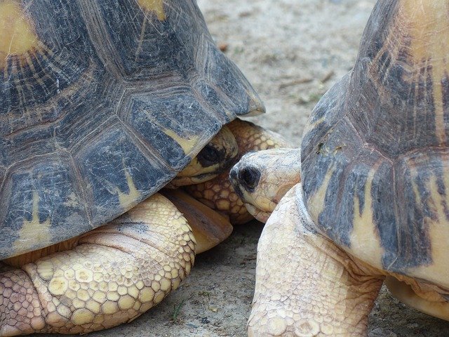 Free download Turtle Turtles Kiss -  free photo or picture to be edited with GIMP online image editor