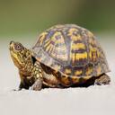 turtle wallpaper  screen for extension Chrome web store in OffiDocs Chromium