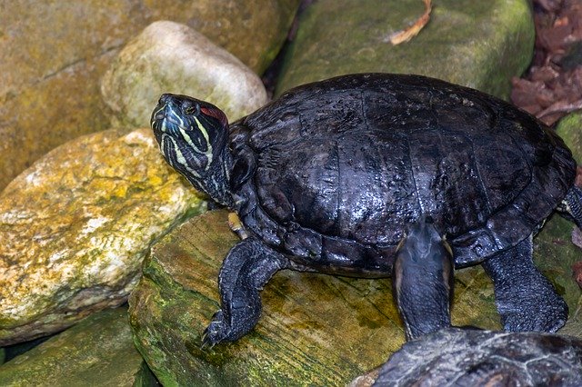 Безкоштовно завантажте Черепахи Водяні Рептилії - безкоштовне фото або зображення для редагування в онлайн-редакторі зображень GIMP