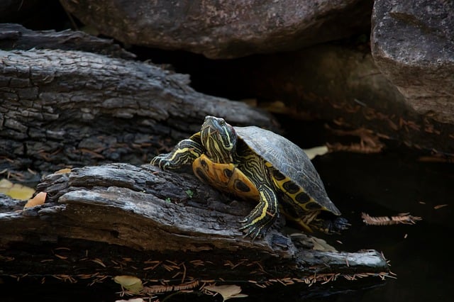 Free download turtle wildlife animal outdoor free picture to be edited with GIMP free online image editor