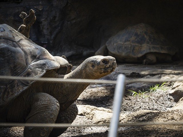 Téléchargement gratuit Turtle Zoo Reptili - photo ou image gratuite à éditer avec l'éditeur d'images en ligne GIMP