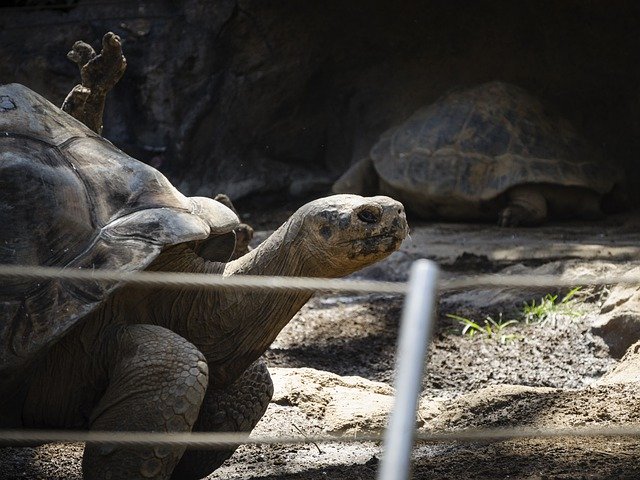 Descărcare gratuită Turtle Zoo Reptili - fotografie sau imagini gratuite pentru a fi editate cu editorul de imagini online GIMP