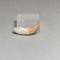 Free download Tusks of boar, 2 free photo or picture to be edited with GIMP online image editor