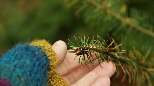 Free download twig nature gloves knitted hand free picture to be edited with GIMP free online image editor