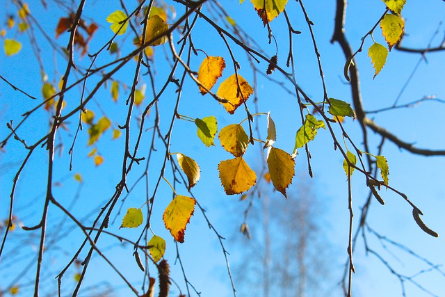 Free download twigs birch autumn forest woods free picture to be edited with GIMP free online image editor