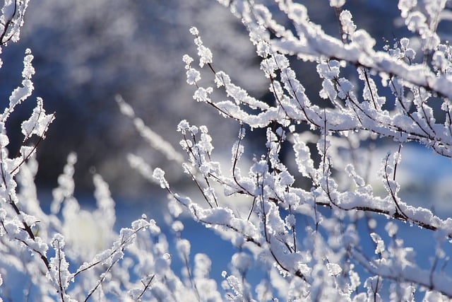 Free download twigs snow winter nature season free picture to be edited with GIMP free online image editor