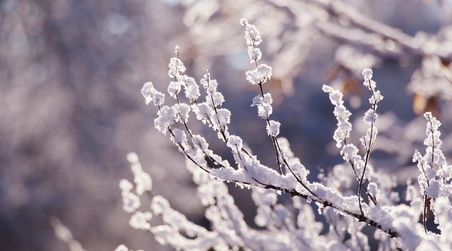 Free download twigs snow winter season macro free picture to be edited with GIMP free online image editor