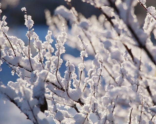 Free download twigs snow winter season outdoors free picture to be edited with GIMP free online image editor