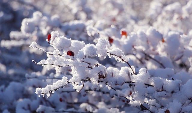 Descărcare gratuită crenguțe copaci iarnă zăpadă natură imagine gratuită pentru a fi editată cu editorul de imagini online gratuit GIMP