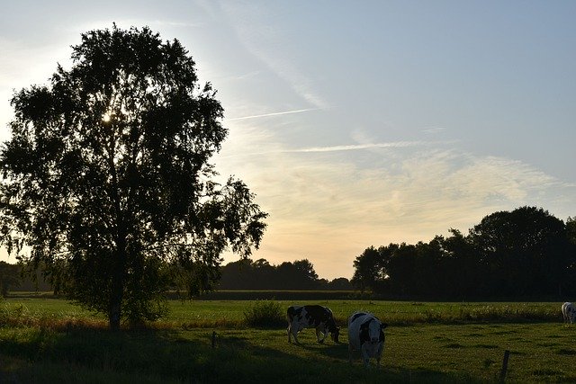 Free download Twilight Tree Cow -  free photo or picture to be edited with GIMP online image editor