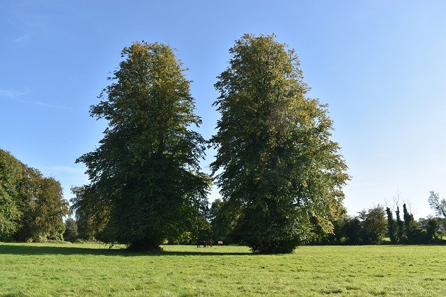 Free download Twin Trees Nature Landscape -  free photo or picture to be edited with GIMP online image editor
