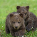 Two adorable cubs  screen for extension Chrome web store in OffiDocs Chromium