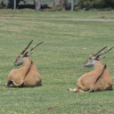 Two antelopes lying on the grass  screen for extension Chrome web store in OffiDocs Chromium
