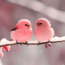 Two Baby Birds  screen for extension Chrome web store in OffiDocs Chromium