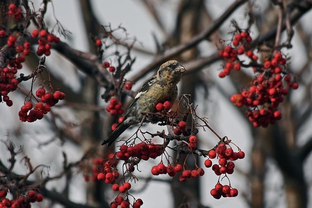 Free download two barred crossbill bird animal free picture to be edited with GIMP free online image editor