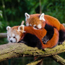 Two bears lying on a tree  screen for extension Chrome web store in OffiDocs Chromium