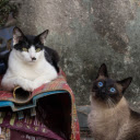 Two beautiful cats  screen for extension Chrome web store in OffiDocs Chromium