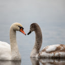 Two beautiful swans  screen for extension Chrome web store in OffiDocs Chromium