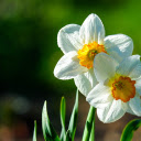 Two beautiful white flowers  screen for extension Chrome web store in OffiDocs Chromium