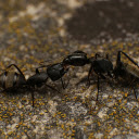 Two big black ants  screen for extension Chrome web store in OffiDocs Chromium