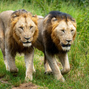two big lions  screen for extension Chrome web store in OffiDocs Chromium