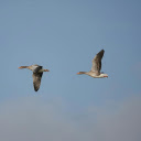 Two birds  screen for extension Chrome web store in OffiDocs Chromium