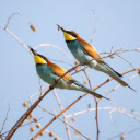 two birds of prey  screen for extension Chrome web store in OffiDocs Chromium