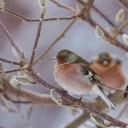 Two birds perched on a branch  screen for extension Chrome web store in OffiDocs Chromium