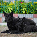 Two black dogs with pricked ears  screen for extension Chrome web store in OffiDocs Chromium