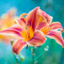 Two Blooming Orange Red Lily Flowers  screen for extension Chrome web store in OffiDocs Chromium
