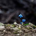 two blue flowers  screen for extension Chrome web store in OffiDocs Chromium