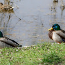 Two Blue headed Ducks  screen for extension Chrome web store in OffiDocs Chromium