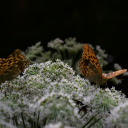 Two brown butterflies  screen for extension Chrome web store in OffiDocs Chromium