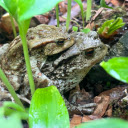 Two Brown Frogs  screen for extension Chrome web store in OffiDocs Chromium