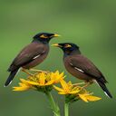 two brown starlings wallpaper  screen for extension Chrome web store in OffiDocs Chromium