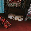 Two cats lying curled up  screen for extension Chrome web store in OffiDocs Chromium