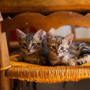 Two cats on a rattan chair  screen for extension Chrome web store in OffiDocs Chromium