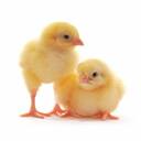 two chicks wallpaper  screen for extension Chrome web store in OffiDocs Chromium