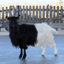 Two colored goat  screen for extension Chrome web store in OffiDocs Chromium
