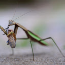 Two colored mantis  screen for extension Chrome web store in OffiDocs Chromium