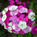 Two colored serrated flowers  screen for extension Chrome web store in OffiDocs Chromium
